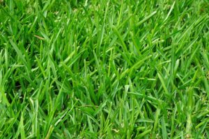 Read more about the article Why is My Grass Brown?