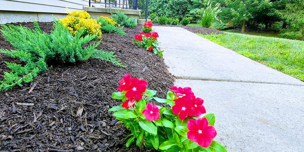 Landscaped walkway with red flowers.