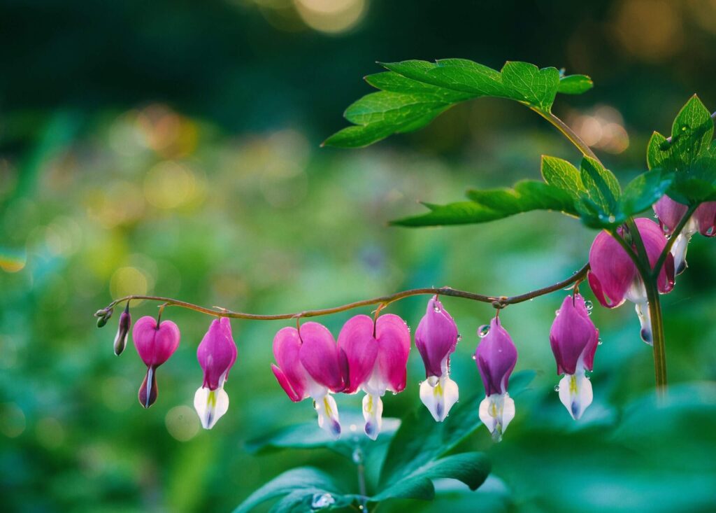 Pink bleeding heart flowers bloom.