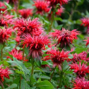 Read more about the article Pruning Your Spring Flowering Shrubs + Bee Balm