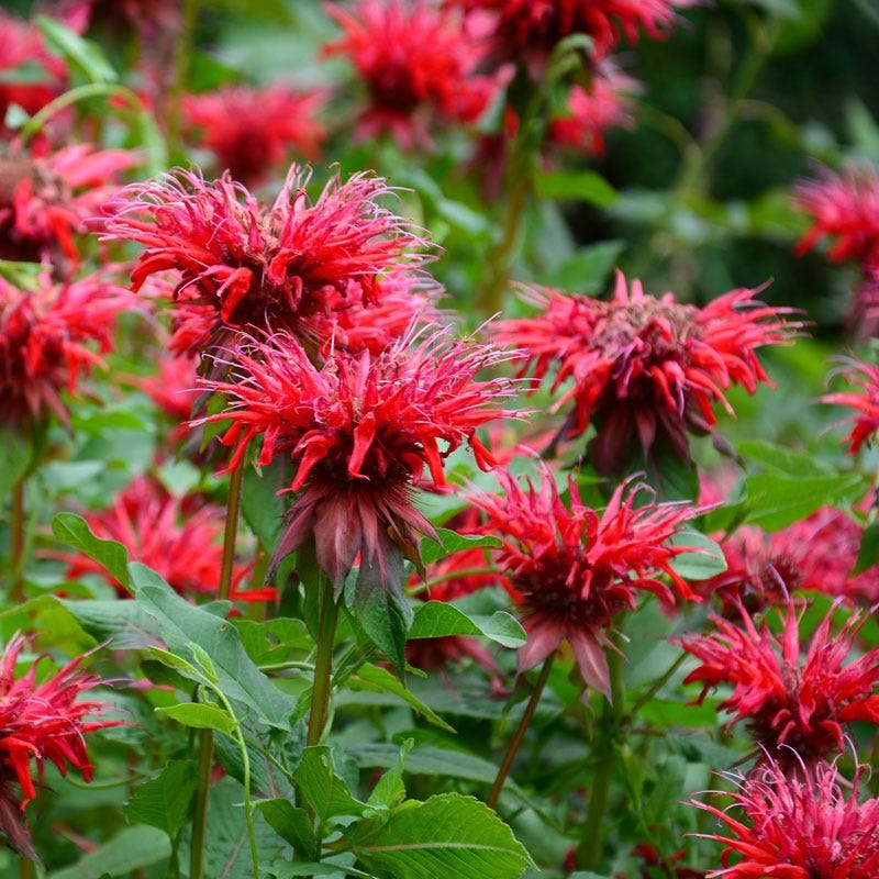 You are currently viewing Pruning Your Spring Flowering Shrubs + Bee Balm