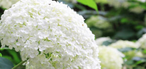 Read more about the article How to Water Wisely During the Summer + Hydrangeas
