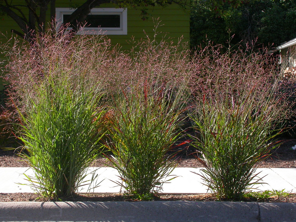 You are currently viewing What You Need to Know About Aeration, Overseeding, and Sodding + Plant of the Month: Switchgrass