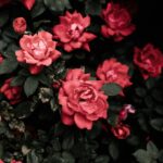 Flourishing Roses & the Importance of Mulching