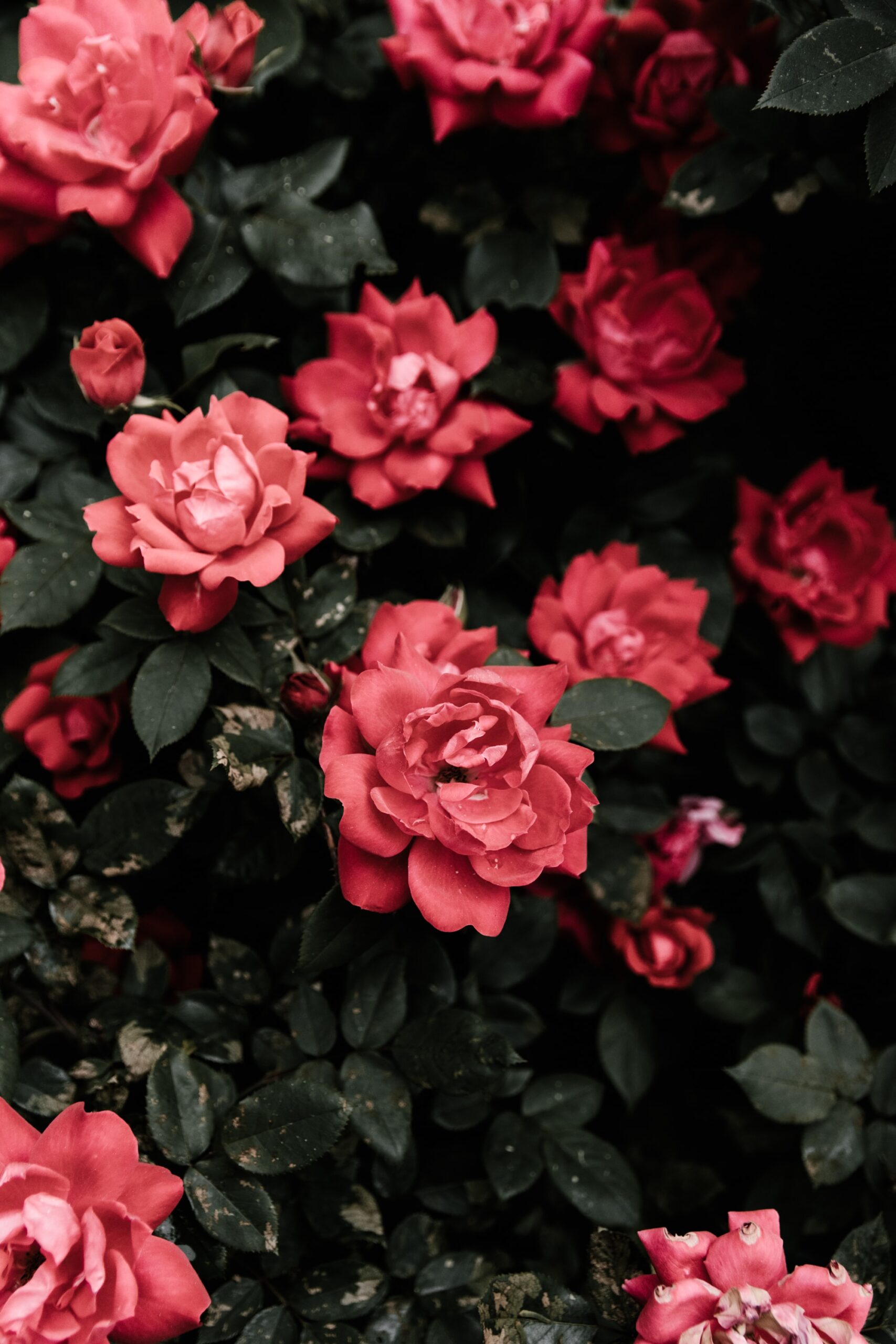 You are currently viewing Flourishing Roses & the Importance of Mulching