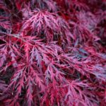 Pruning Tips for Fall Shrubs