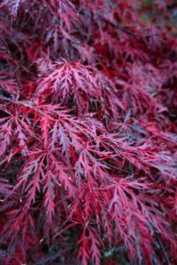 Pruning Tips for Fall Shrubs