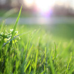 Stay Green and Save Water: Cool Season Lawn Care in a Drought