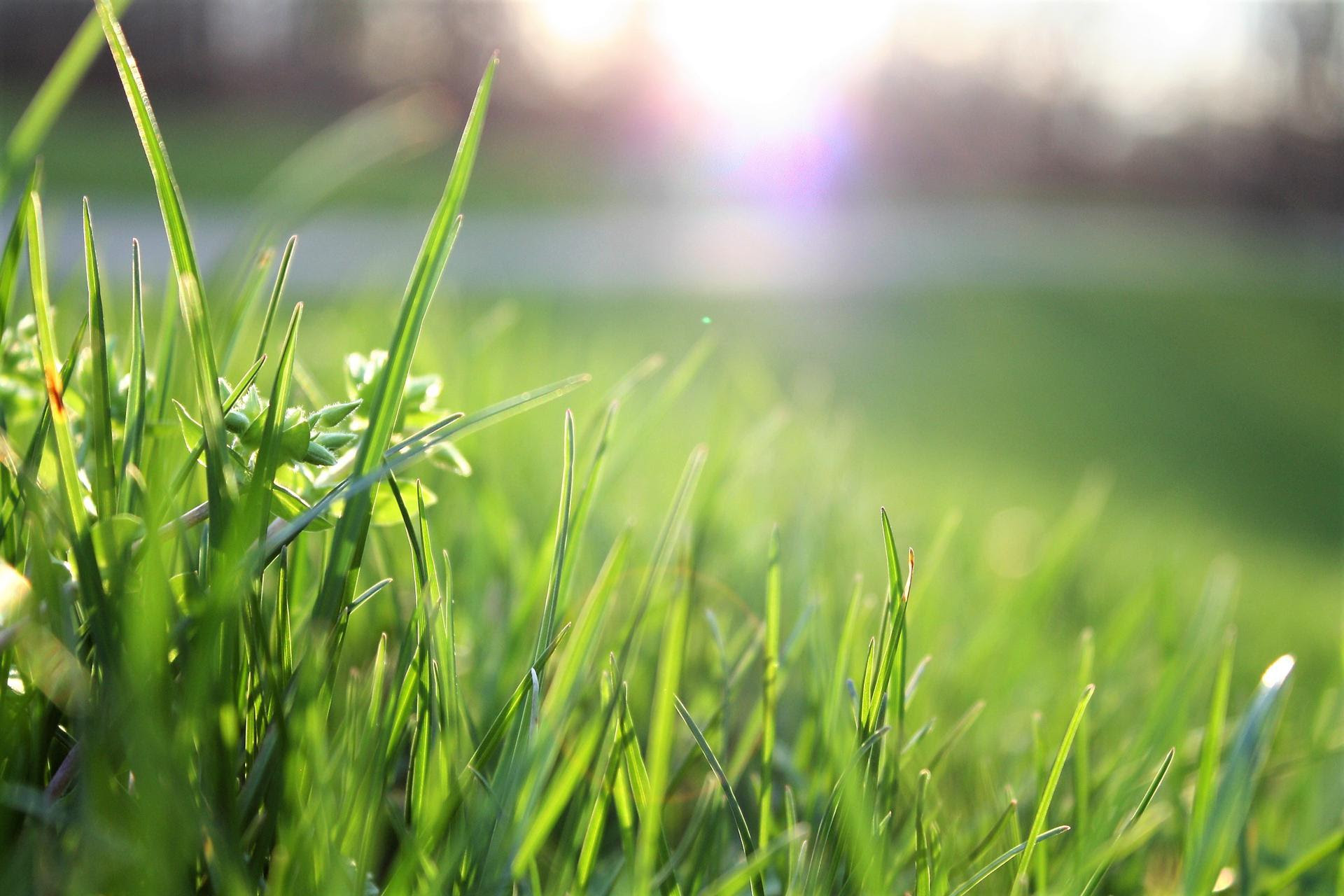 You are currently viewing Stay Green and Save Water: Cool Season Lawn Care in a Drought