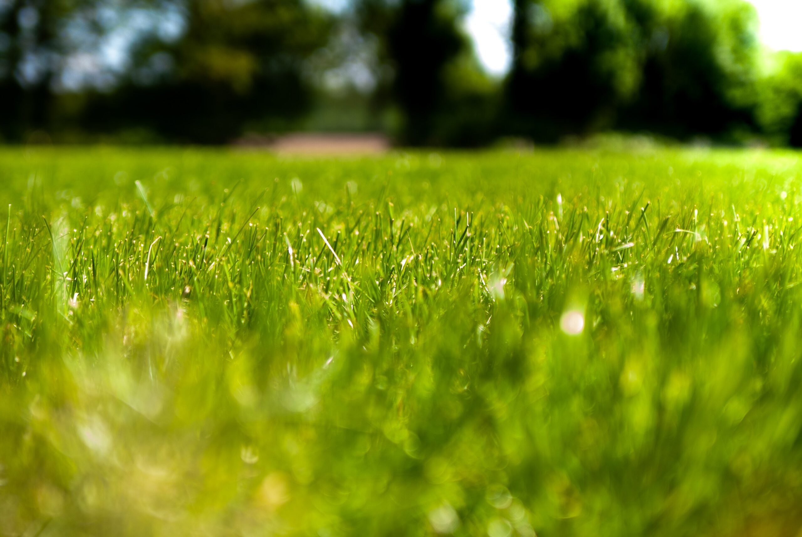 You are currently viewing Core Aeration and Overseeding Keeps Your Lawn Happy