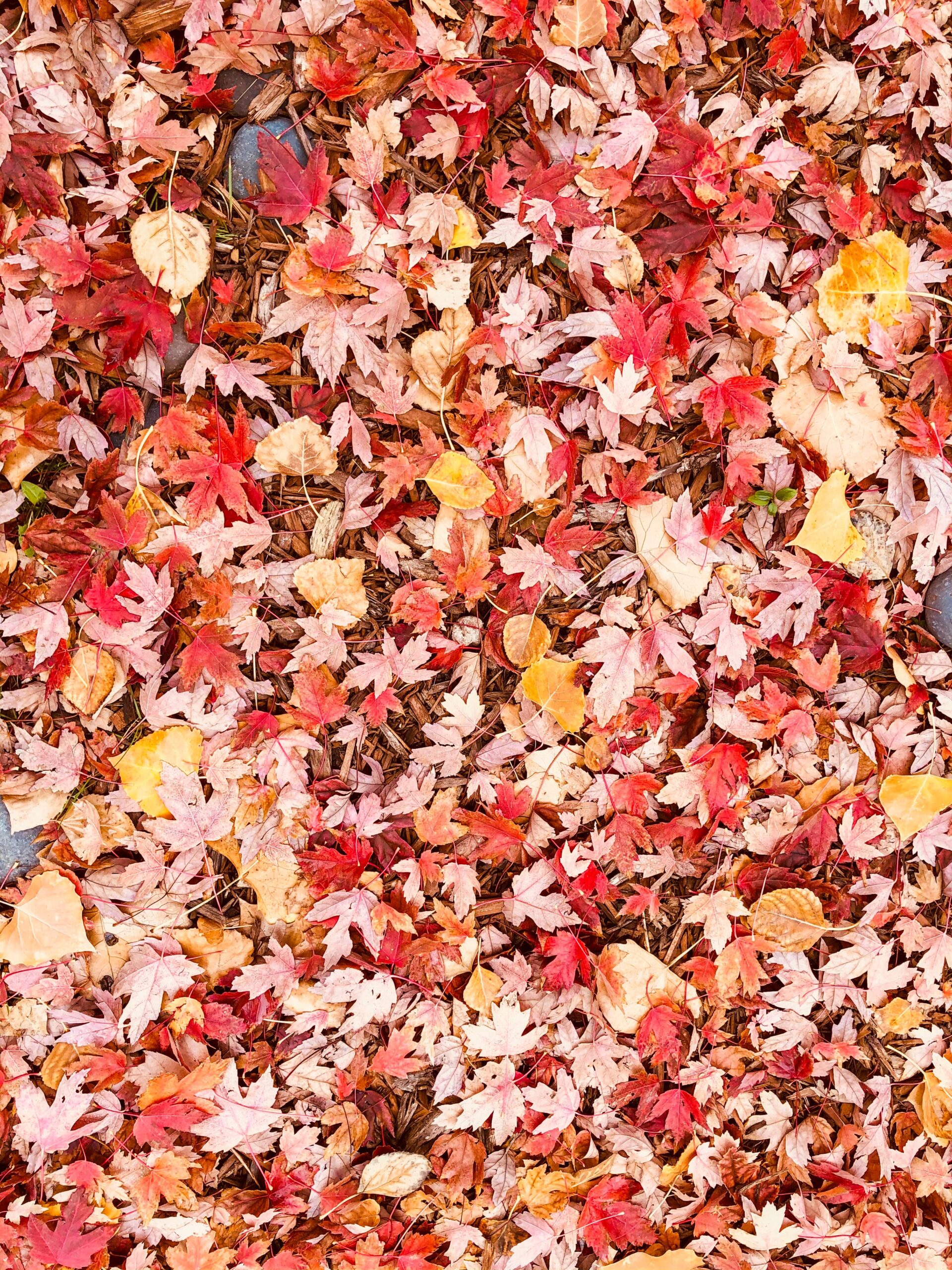 You are currently viewing Mulching Vs. Removal of Fall Leaves