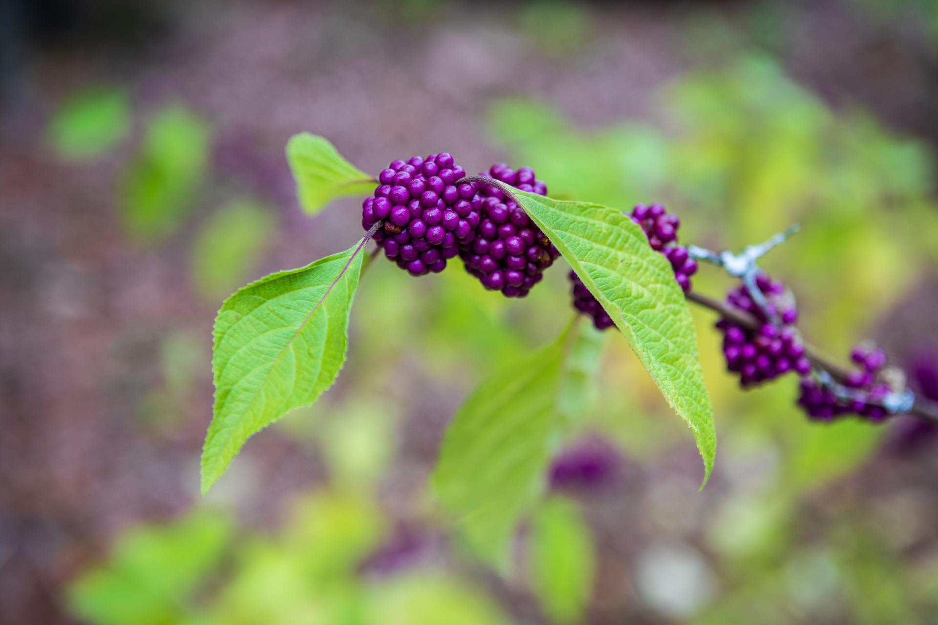 Read more about the article Get Year-Round Beauty with Shrubs 