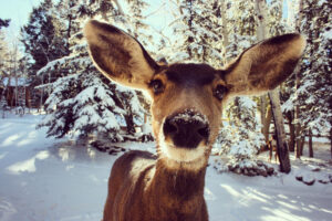 Read more about the article Deer-Proof Your Garden
