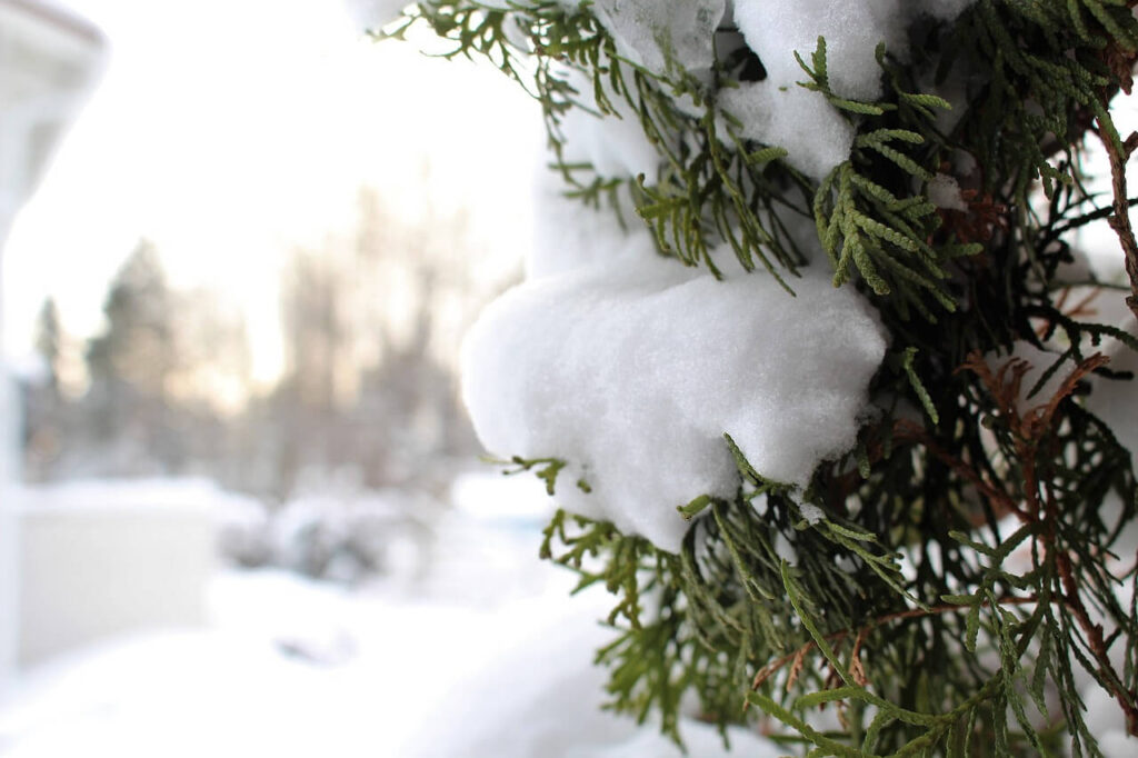 Snow-covered evergreen branches, winter scene.