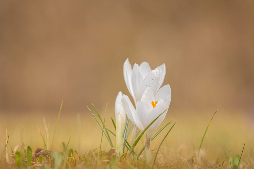 White crocuses in spring meadow.