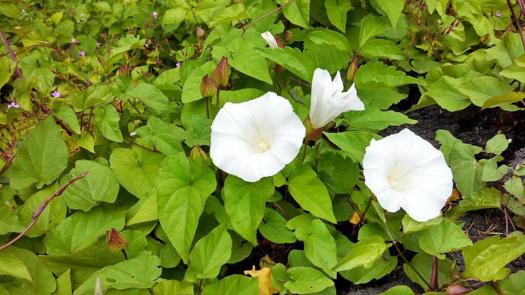 You are currently viewing Stop Invasive Vines