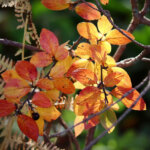 Team “Leave the Leaves” or Team “Clean It Up”?