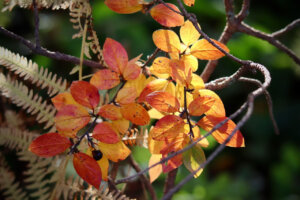 Read more about the article Team “Leave the Leaves” or Team “Clean It Up”?