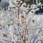 Beat Winter Lawn Problems