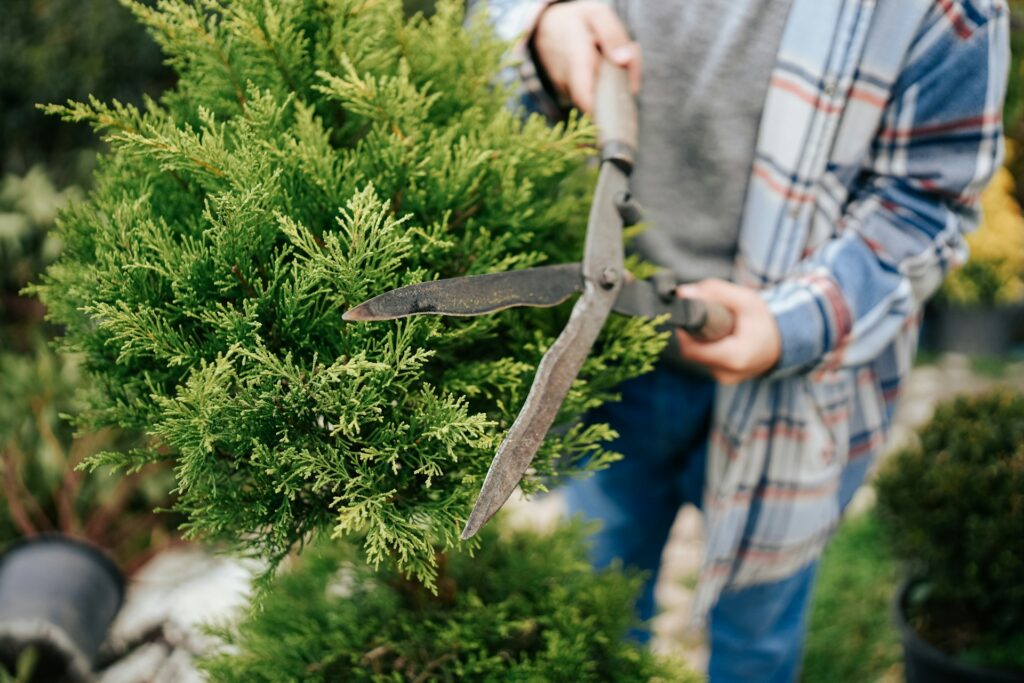 Pruning Shrubs