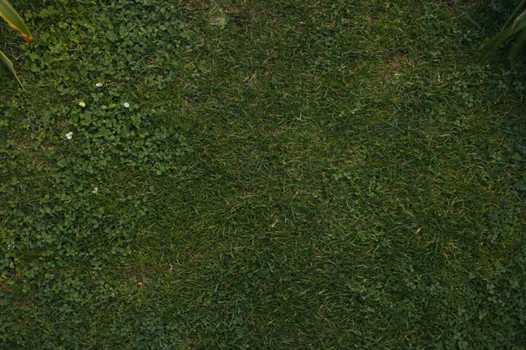 Stop Lawn Insects