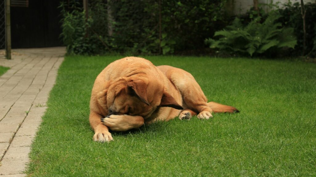 flea and tick treatment