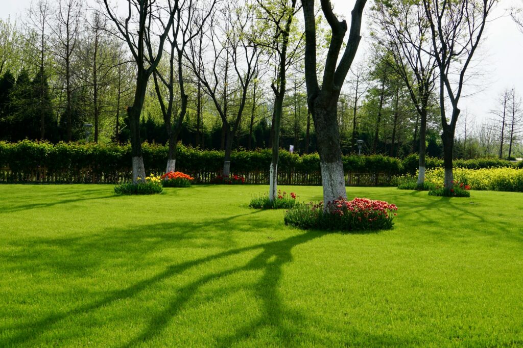 Lawn