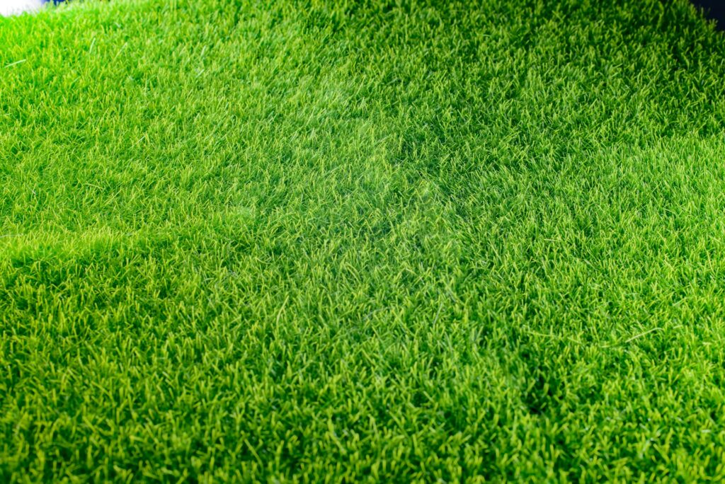 lawn fertilization
