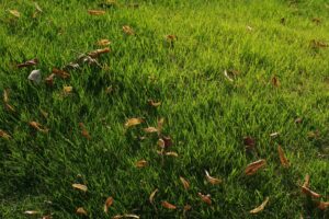 Lawn Aeration