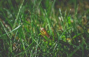 Lawn Insect