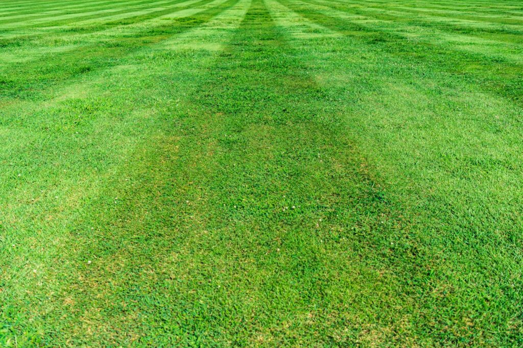 lawn