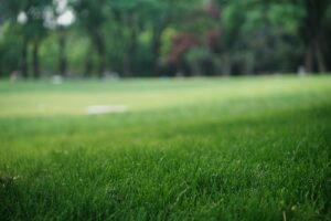 Lawn