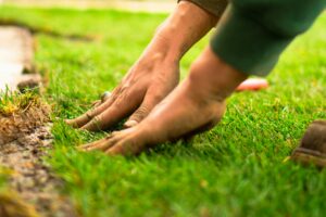 Lawn Fertilization