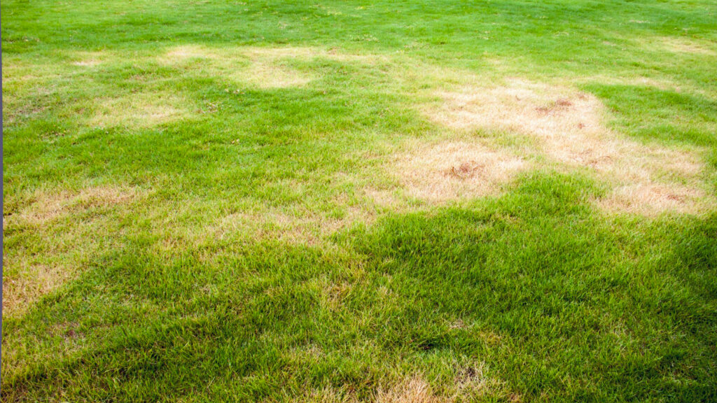 lawn grub damage