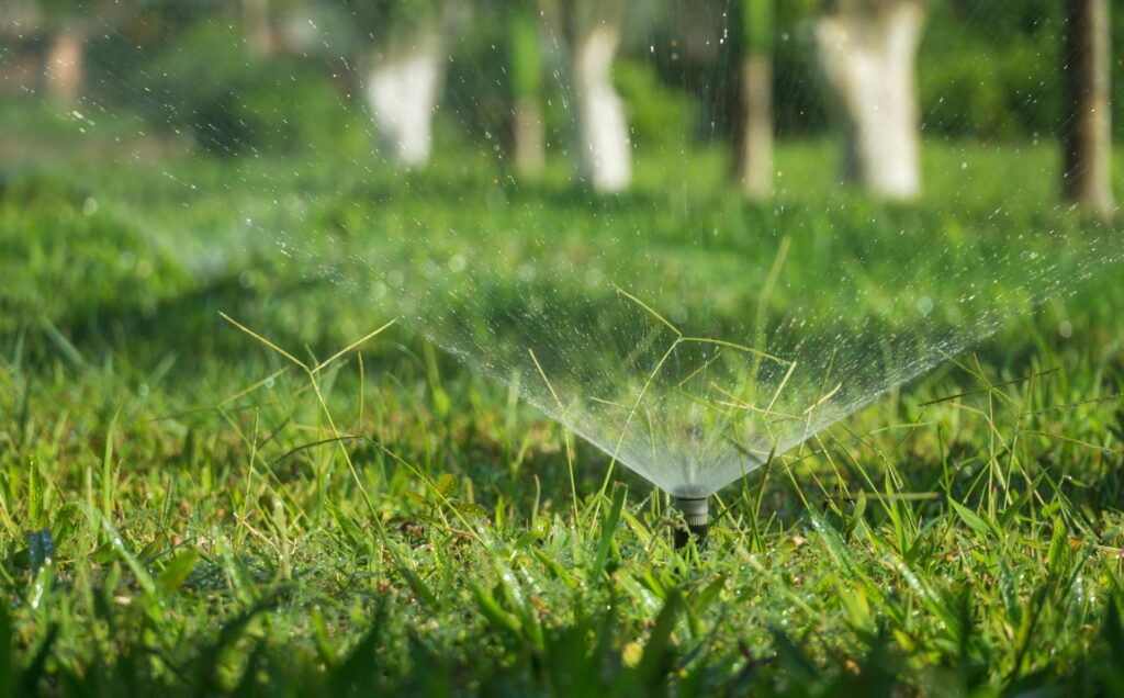 lawn