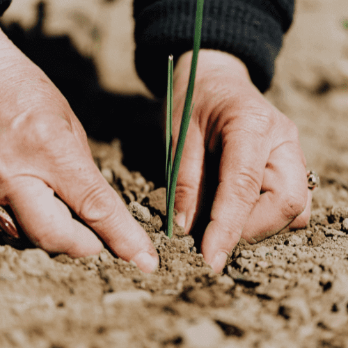 Hands planting a small green sprout.